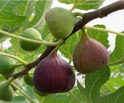 Fig Tree Care And How To Grow A Fig Tree In A Pot Fig Tree Indoor Fruit Trees Fruit Bearing Trees