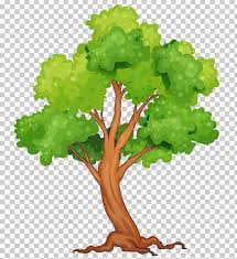 Tropical Rainforest Tree Png Branch Can Stock Photo Clip Art Drawing Grapevine Family Tree Art Rainforest Trees Tree Illustration