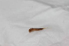 Ich vermutte sie kommen von meinen kater er schläft oft mit im bett. Viecher Parasiten Im Bett Und In Den Klamotten Stich Bettwanzen