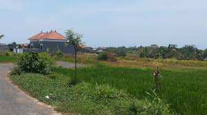 Hari ini sedang panas panjang, kacang telah lupakan kulitnya. Petani Merasa Rugi 6 Tahun 160 Hektare Sawah Di Badung Hilang Tribun Bali