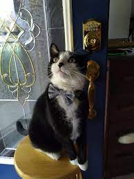 Today I Made A Bow Tie For Tony It Was A Very Productive Day Aww Cat Cute Cats And Kittens Cute Cats Pretty Cats