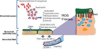 10 unbiased reviews for camel cigarettes. Ijms Free Full Text Airway Redox Homeostasis And Inflammation Gone Awry From Molecular Pathogenesis To Emerging Therapeutics In Respiratory Pathology Html