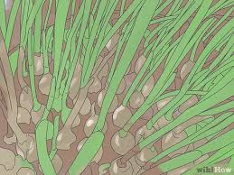 But it can also be used as video trimming software. How To Harvest Chives 6 Steps With Pictures Wikihow