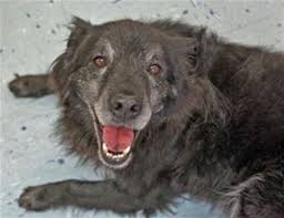 Maybe you would like to learn more about one of these? Aging Animals Waiting For Adoption In North Carolina Shelters Public News Service