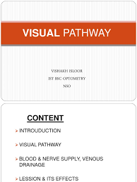 Visual Pathway Visual System Retina