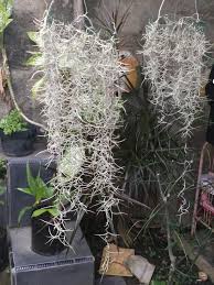Bunga ini tumbuh di atas batu berlubang yang dibasahi percikan. Bunga Jenggot Musa Spanish Mosh Unik Dan Langka Flower Jenggot Musa Spanish Mosh Unique And Rare Indonesia English Steemit