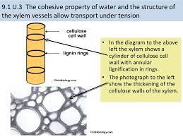 Xylem consists of dead cells. Ib Biology 9 1 Transport In The Xylem Of Plants