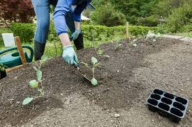 Tilling or double digging is best when you need to increase soil organic matter right away, such as when you're preparing soil for planting. 10 Things To Know About Vegetable Garden Planning