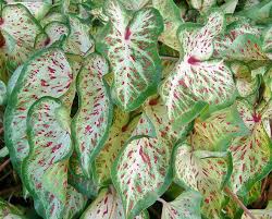 With an infinite array of variegated leaf patterns, these tropical beauties bring drama to. Florida Gardening Means Changes In Transition Month Of May