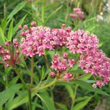 Image result for Asclepias graminifolia