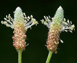 Image result for Plantago lanceolata