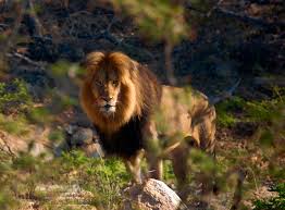 Nick redfern march 23, 2018. Think You Know The Animals Of The Lion King Think Again G Adventures