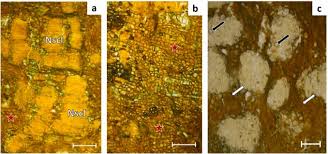 Image result for Isoberlinia angolensis