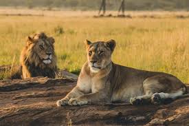 Click on a mammal for facts about that mammal. 50 African Safari Animals Facts Pics Where To Find Them