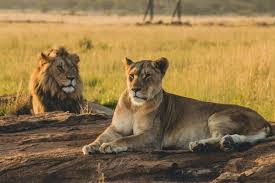 To see a lion in its natural habitat is one of the most humbling, impressive sights an african safari can offer. 50 African Safari Animals Facts Pics Where To Find Them