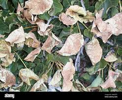 Image result for Ficus abutilifolia