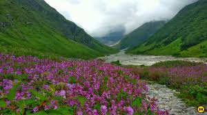 It is known as maharashtra's valley of flowers. Valley Of Flowers Open To Trekkers From July 1st Indiahikes