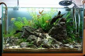 small garden aquarium ideas to beautify your green world 40 aquarium fish tank aquarium aquarium fish