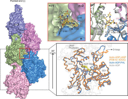 Phalloidin-bound F-actin structure resembles ADP-actin state. A Surface...  | Download Scientific Diagram