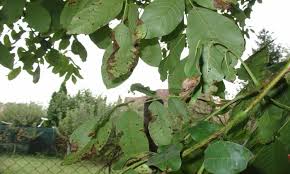 Image result for antraknóza ořešáku