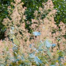 Image result for Macleaya