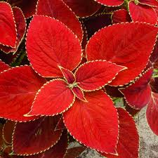 Image result for Coleus