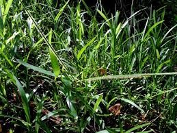 Image result for Paspalum conjugatum
