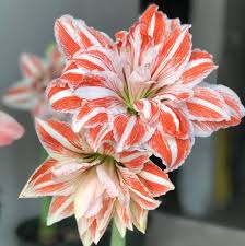 300 x 300 jpeg 21 кб. Https Www Easytogrowbulbs Com Daily Https Www Easytogrowbulbs Com Products Jasmine Philippine Sweetly Scented 2021 03 12t15 42 45 08 00 Daily Https Cdn Shopify Com S Files 1 1419 7120 Products Philippine Jasmine 1 Etgb Jpg V 1571439551