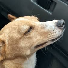 Centro Médico Veterinario IRACA