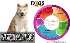 Menstrual Cycle In Dogs Dogs Heat Cycle Complete Process