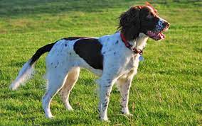 It took many generations of careful breeding to distinguish between the welsh, english and cocker spaniels, as they all share many of the same iconic spaniel traits. English Springer Spaniel Breed Profile Australian Dog Lover