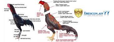 Ciri Ciri Ayam Bangkok Istimewa Yang Dirahasiakan Ayam Jantan Ayam Bangkok