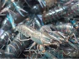 Ikan ini dapat hidup di berbagai tempat di mana ada air tawar yang mengalir dan memiliki tempat untuk berlindung. Budidaya Lobster Air Tawar Panduan Cara Usaha Pasti Untung Panenlele