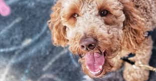 How would you react to an anxious dog? 2021 Dog Sitting Rates Overnight Holiday Dog Sitter Prices