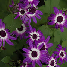 Image result for Pericallis