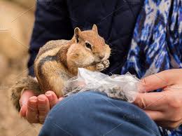 Browse 860 chipmunk eating stock photos and images available, or search for squirrel eating to find more great stock photos and pictures. Cute Chipmunk Eating Nuts Chipmunks Animal Photo Cute