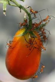 I have a tomato plant in a large planter. 33 Tomato Pests Ideas Pests Garden Pests Tomato