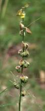 Image result for Crotalaria parvula