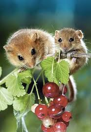 Mama And Baby Mouse Find A Treat Cute Animals Animals Animals Wild