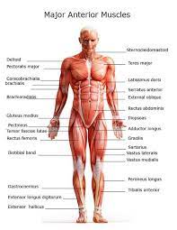 This is a table of skeletal muscles of the human anatomy. Pin By Don Troutman On Health Wellness Nutrition Fitness Body Muscle Anatomy Muscle Anatomy Human Body Anatomy