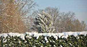 Image result for hornbeam hedge in winter