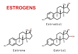 Image result for Estrogen