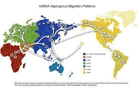 The Out Of Africa Thesis Vs The Multiregional Thesis