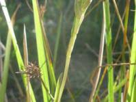 Image result for Zeuxine africana