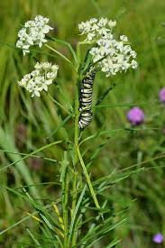 Pin On North American Wildflowers