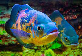 Untuk harganya mirip dengan ikan oscar albino, yaitu yang masih kecil sekitar 55.000 sedangkan yang sudah dewasa harga ikan oscar lemon mencapai 150.000 untuk per. Jenis Ikan Oscar Dan Alasan Kamu Perlu Membudidayakannya Sekarang Bukareview