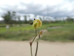 Image result for Aeschynomene sp. A