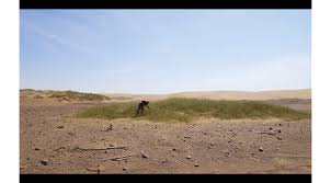 Image result for Danthoniopsis dinteri