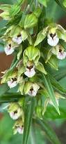 Image result for Epipactis africana