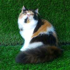 Harga kucing persia peaknose memang terbilang mahal, karena istilah hidung pesek pada kucing sangat mempengaruhi harga jual kucing, istilah tersebut masih selain harga kucing tersebut di sini kami juga akan memberikan daftar harga kucing persia peaknose berdasarkan umurnya. Kucing Persia Peaknose Shopee Indonesia